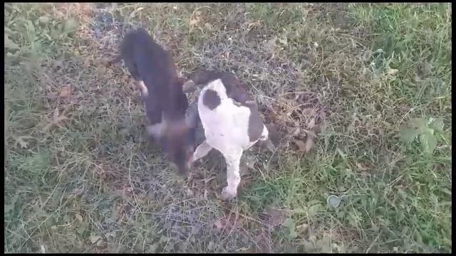 🆘🆘🆘🇬🇪🖤 КОБУЛЕТСКИЕ ЖИВОДЕРЫ🖤 выбросили 4 ИСТОЩЕННЫХ маленьких 💖РЕБЁНКА🐕🐕🐕🐕 смотреть онлайн