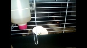 Содержание кроликов карликовых пород в квартире?! Часть 1-я