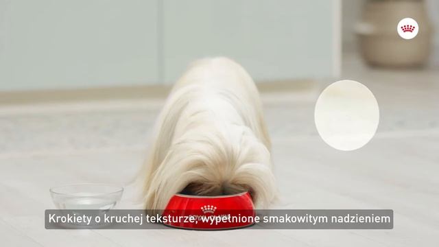 Royal Canin CCN Exigent Mini | zooplus.pl смотреть онлайн