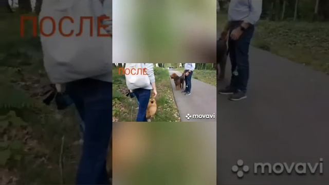 Результаты обучения на курсе "Искусство общения с собакой"
