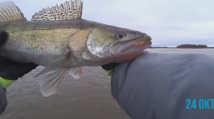 Обь отлично Закрыли сезон! 24окт.2024
Разловил новый спин от Релакс .Мой рекорд по судаку!