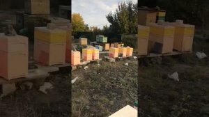 Подкармливаю перед зимой шестирамочные пеноулики.