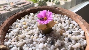 Конофитум/ Conophytum TRIEBNERI OPHTHALMOPHYLLUM. Цветение офтальмофиллума 🌸. 23.10.2023.