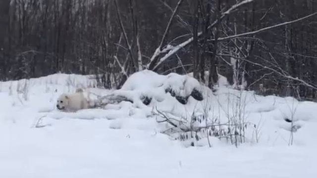 Моей любимой пёсе 3 года!!! С днём рождения, Дамасик!!!🎈🎈🥂🎉🎉 смотреть онлайн