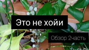 обзор комнатных растений.