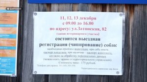 В пригороде Барнаула заработали пункты выездной регистрации и чипирования собак