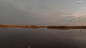 07.12.2024 Охота на Утку. Ждали утку а настреляли чирка.🦆🦆🦆