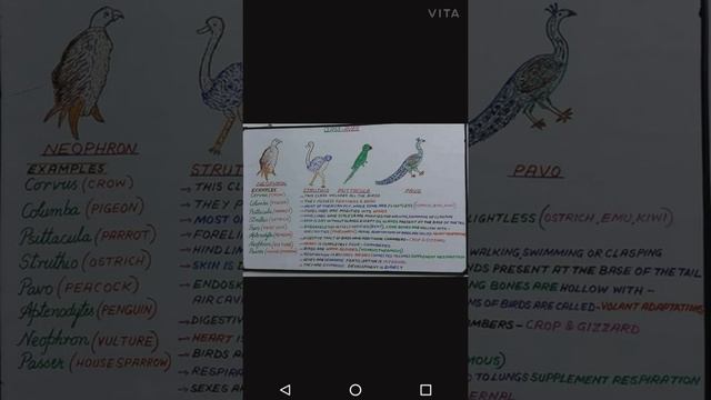 Short notes on Aves Mammalia AmphibiansNEET2021BHUICARB.C.E.C.E