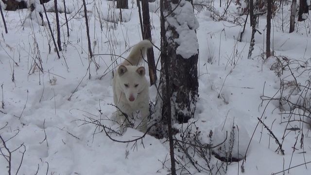 Охотник Саха. Охота на соболя.