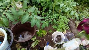 Размножение сортовых пеларгоний пионовидных и ампельных