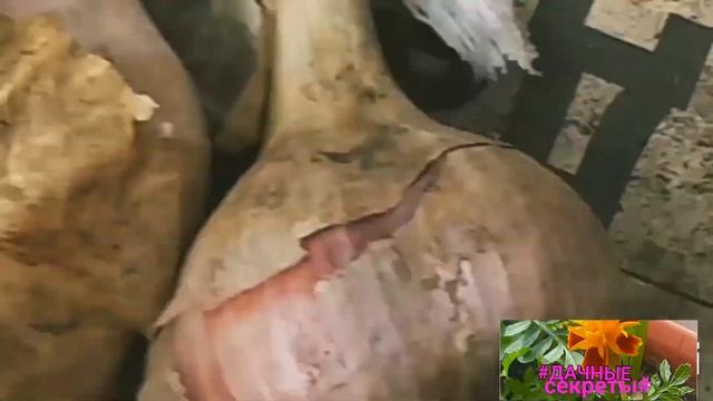 🧄749🧄Урожай крупного чеснока 2024  собран.Подробно о подготовке  посадки чеснока вид. #121#16/09/22 смотреть онлайн