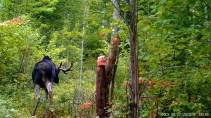 Bolyguard BG590-K2 - пример дневной съёмки. Лось на солонце, лес, раннее утро августа 2022 года.