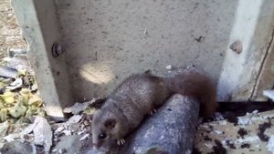 Неизвестный мне зверёк. Апосум?