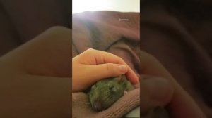 Удивительные и интересные животные подборка