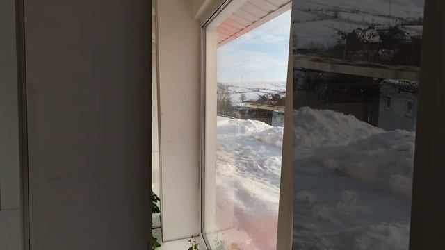 Картофель сорта Джулия цветет к Новому году смотреть онлайн