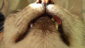 У кошки болят зубы