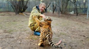 Тигренок для ФИЛЬМА про Ленинградский зоопарк во время войны! В Тайгане ищут тигренка для сьемок!