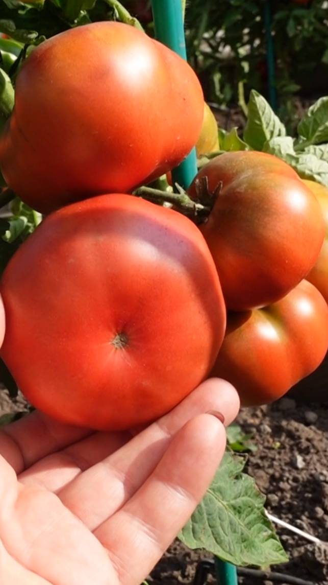🍅ГНОМ томатный ДИКИЙ ФРЕД! #shorts #томаты #советы