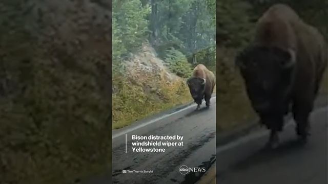Bison gets distracted by windshield wiper on bus