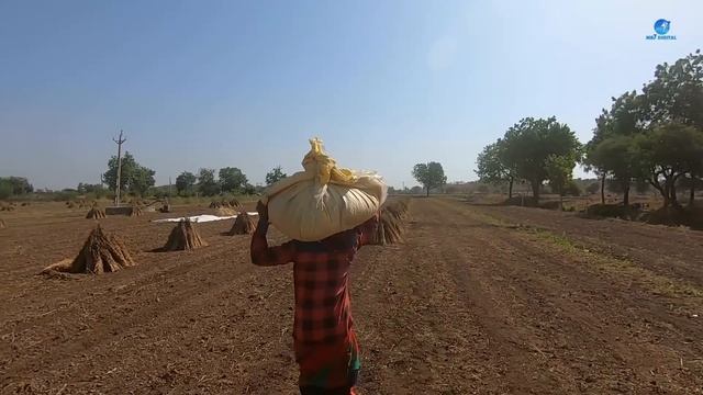 Sesame Farming in gujarat. india || villagelif in gujarat,India смотреть онлайн