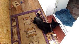 СОБАКИ ИГРАЮТ ПОСЛЕ ПРОГУЛКИ)