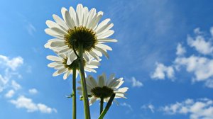 НАШИ АКТРИСЫ