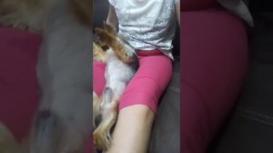 Вылезла какашка