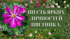 Шесть ярких личностей цветника - Портреты солнечных красавиц.💐