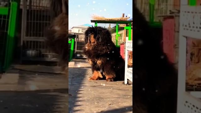 pitbull vs tiger, neapolitan mastiff, tibetan mastiff,presa canario, boerboel, doberman смотреть онлайн