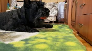 Достаем вкусняшки из мячика.













Играем с мячиком - закладываю вкусняшки.