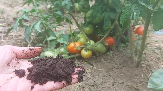 10 îngrășăminte naturale pentru roșii - ieftine și la îndemână смотреть онлайн