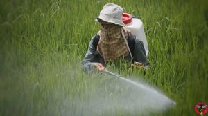 Что будет если исчезнут комары