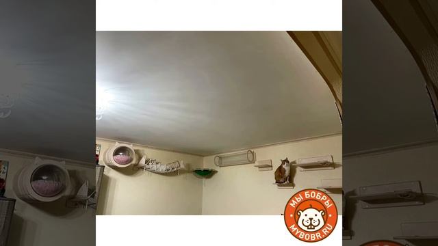 Котодром для Блинчика и Бублика