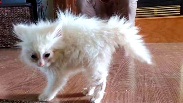 Маленький котенок с характером показывает собакам, кто в доме хозяин! смотреть онлайн