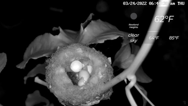 Flora Unveiled the First Hatched Baby at 06:31:52 03 24 2022 смотреть онлайн