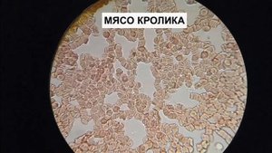 КАКОЕ МЯСО САМОЕ ПОЛЕЗНОЕ? ТАК ЛИ ВРЕДНА СВИНИНА И ТАК ЛИ ПОЛЕЗНА ГОВЯДИНА?