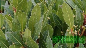 Зачем жевать лавровый лист