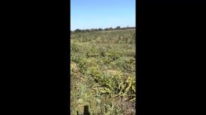 Особенность «Маравиллы» | Саженцы малины | 2023