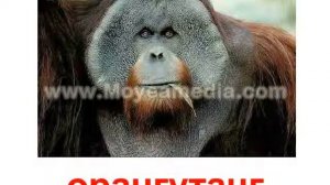 ТВАРИНИ ОЗВУЧЕНІ