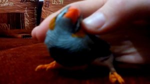 Ручной Амадин Кирил