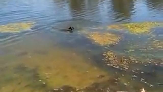 На Орели. Охотничья собака Баффи и ее маленькая подружка. смотреть онлайн