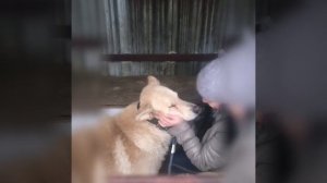 Беляш и Бублик