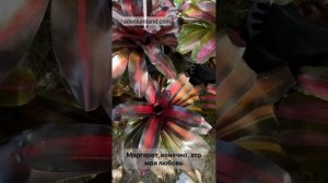 Неорегелии на выставке. Декабрь 2024