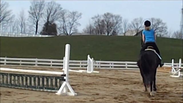 Armani Canadian Warblood for sale смотреть онлайн