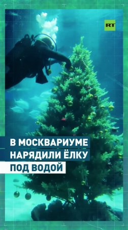 Праздник для рыб: в Москвариуме нарядили новогоднюю ёлку под водой