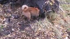Охота на барсука с лайкой.