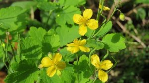 Грибы и Травы - ВСЁ чего вы НЕ ЗНАЛИ