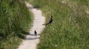 Чибисенок (Птенец чибиса на прогулке)