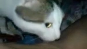 Кот лижет подмышки