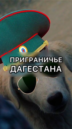 Тлярата. На посте с погранцами живет пес-помощник 🐕